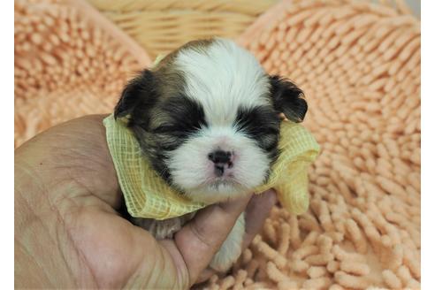 成約済の埼玉県のその他の犬種-103659